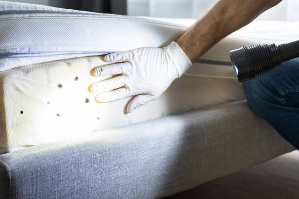 Best Residential Pest Control  in Washington, IL