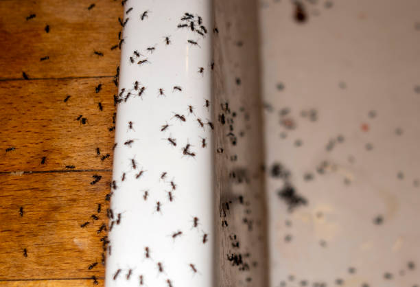 Best Pest Control for Restaurants  in Washington, IL