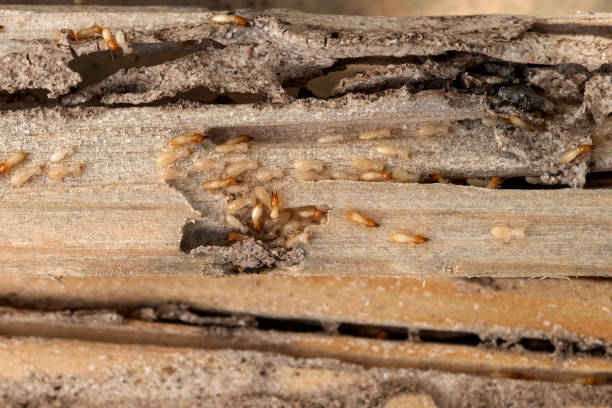 Best Termite Control Services  in Washington, IL